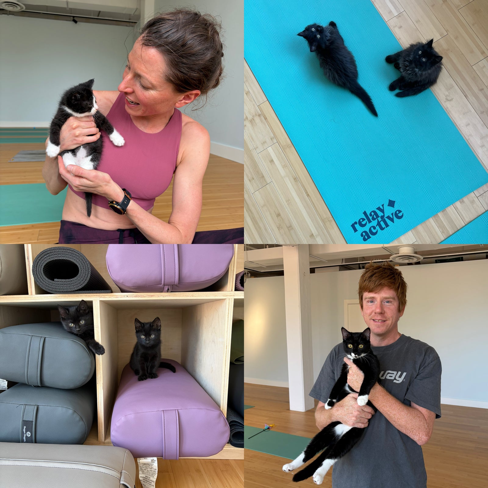 Adoptable kittens visiting a Relay Active Kitten Yoga class in Charlottesville