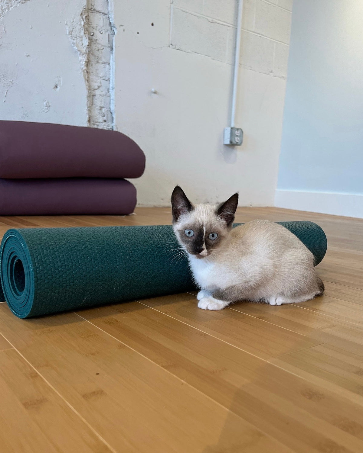 Kitten Yoga