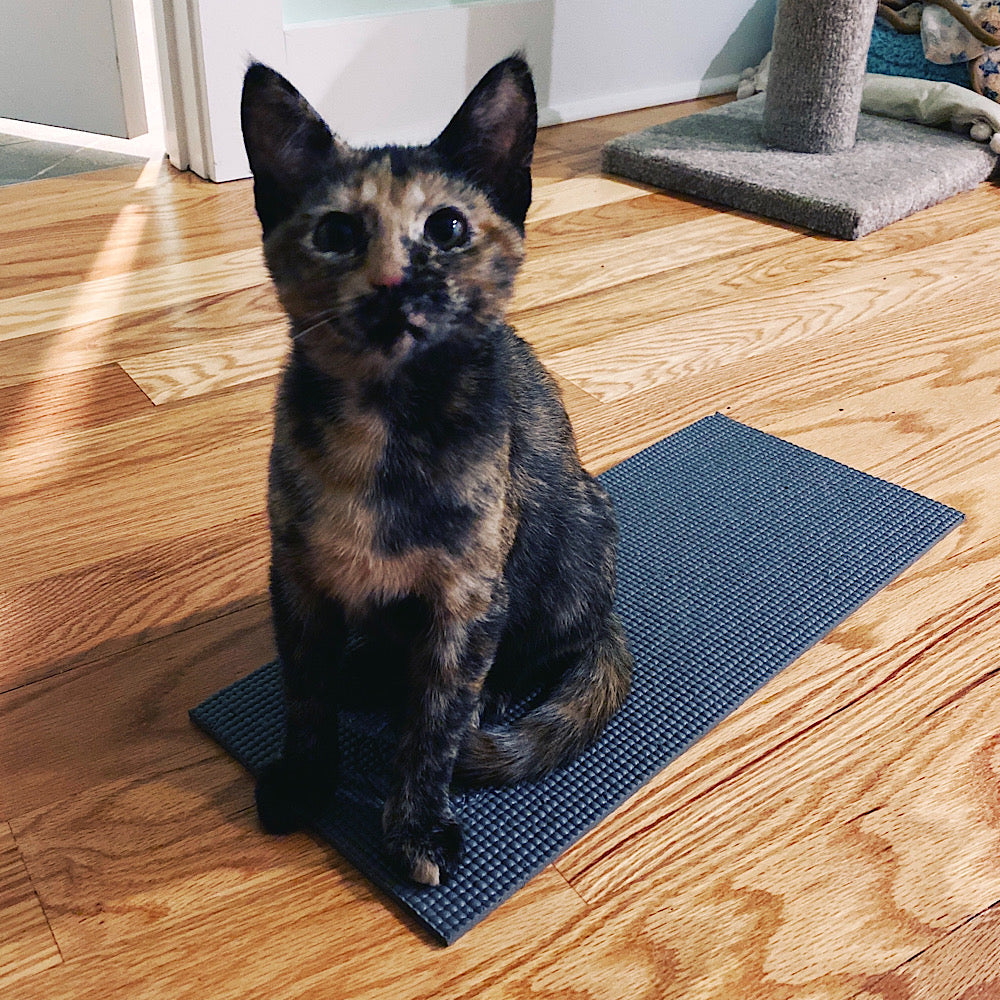 Kitten Yoga