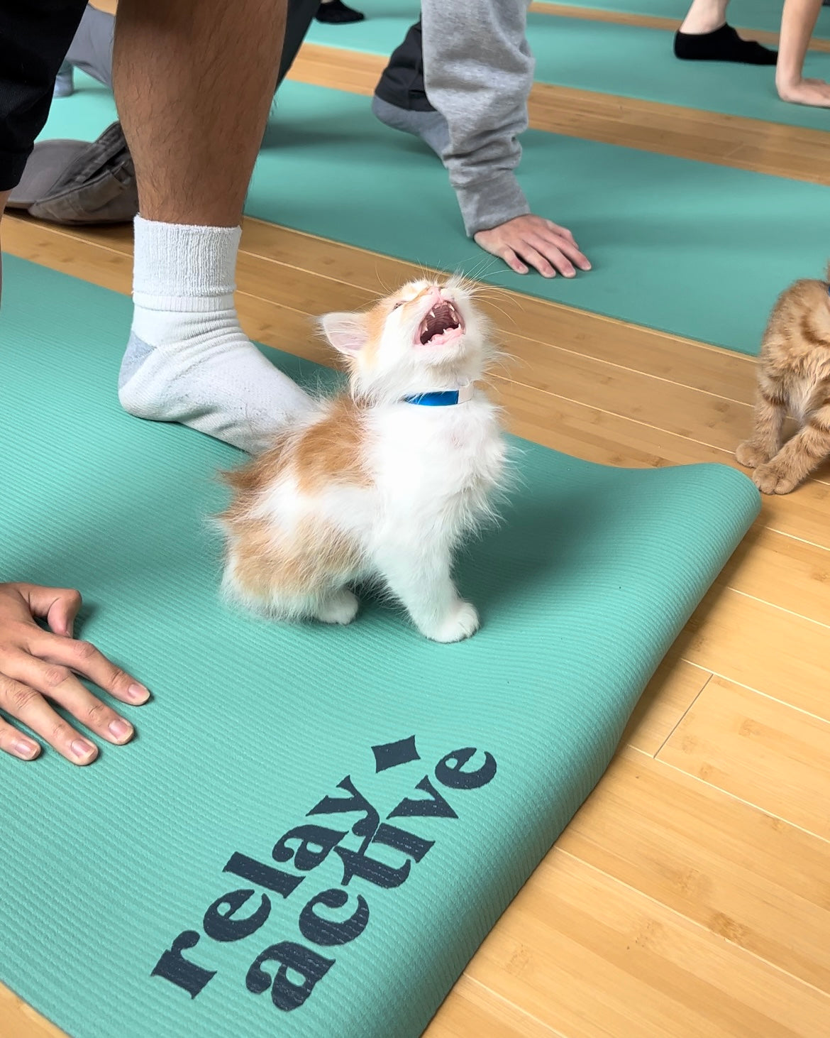 Kitten Yoga