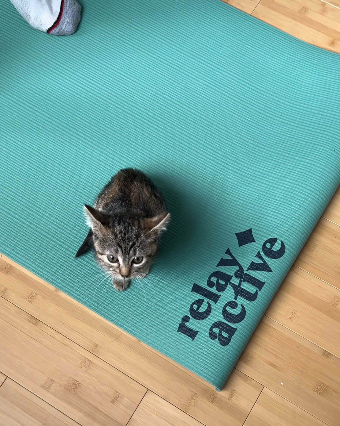 Kitten Yoga