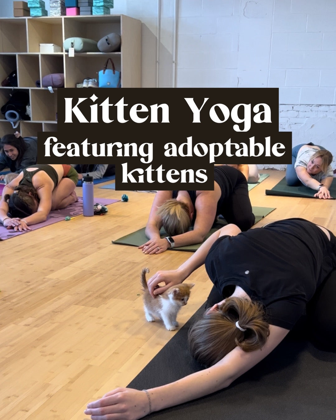 Kitten Yoga