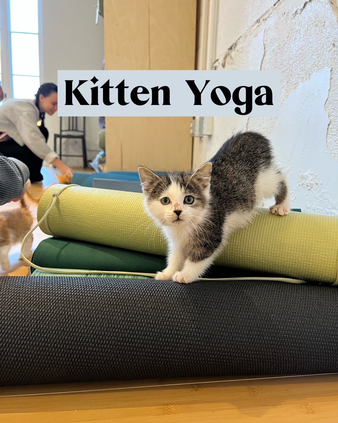 Kitten Yoga