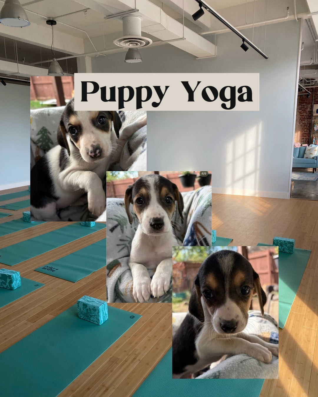 Puppy Yoga