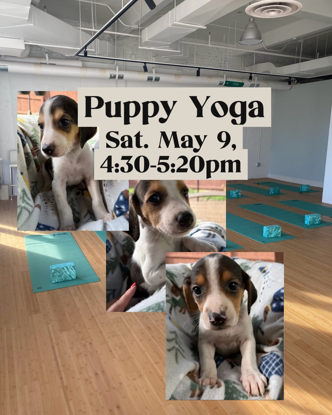 Puppy Yoga